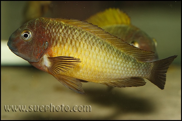 Tropheus moorii 'Nkonde'